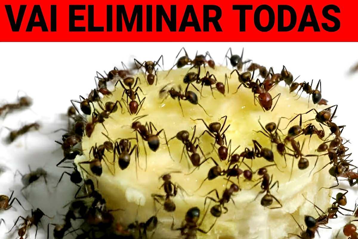 Dica Para Eliminar Formigas De Maneiras Diferentes