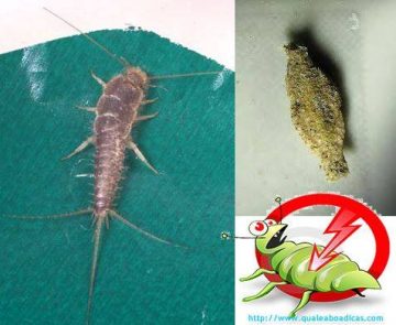 Como Acabar com Traças Definitivamente