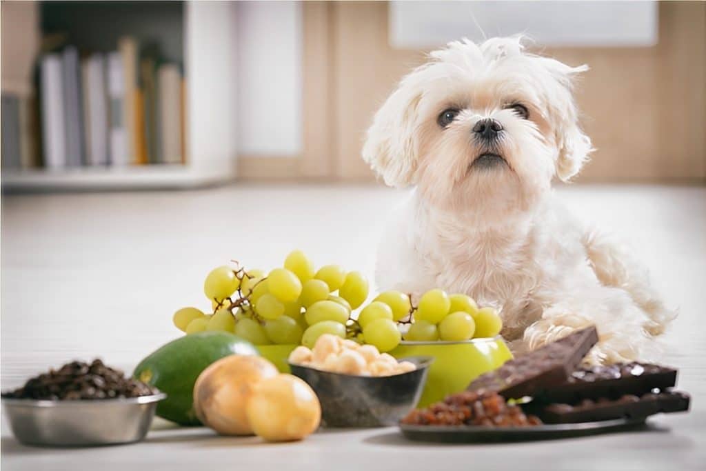 Alimentos Que Seu Cachorro Não Pode Comer