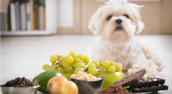 Alimentos Que Seu Cachorro Não Pode Comer