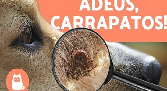 Pulgas E Carrapatos