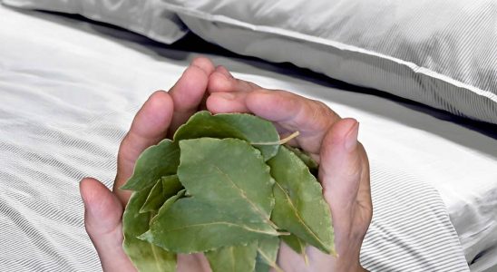 como tirar o cheiro ruim da casa