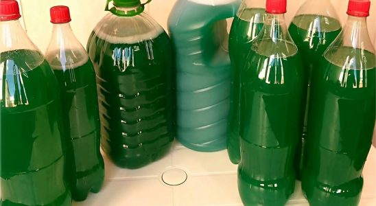 Desinfetante tipo pinho sol caseiro