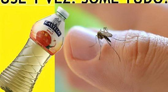 dica caseira para acabar com pernilongos definitivamente