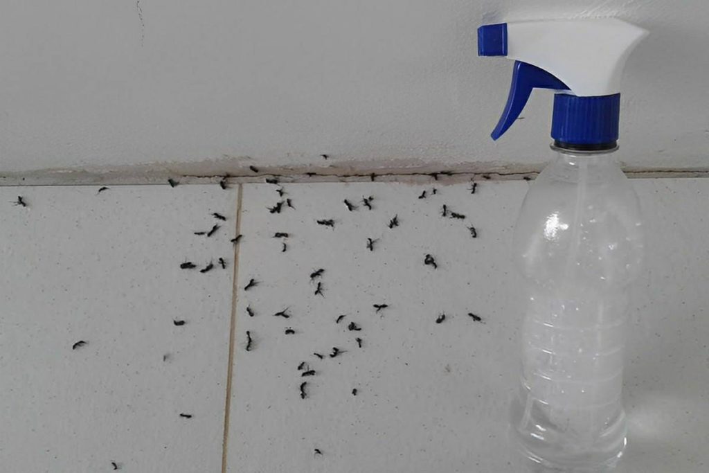 Misturinha Caseira Para Que Você Acabe Com As Formigas Definitivamente Da Sua Casa