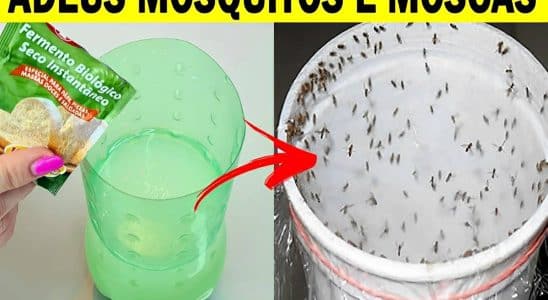 Como Acabar Com Moscas E Mosquitos