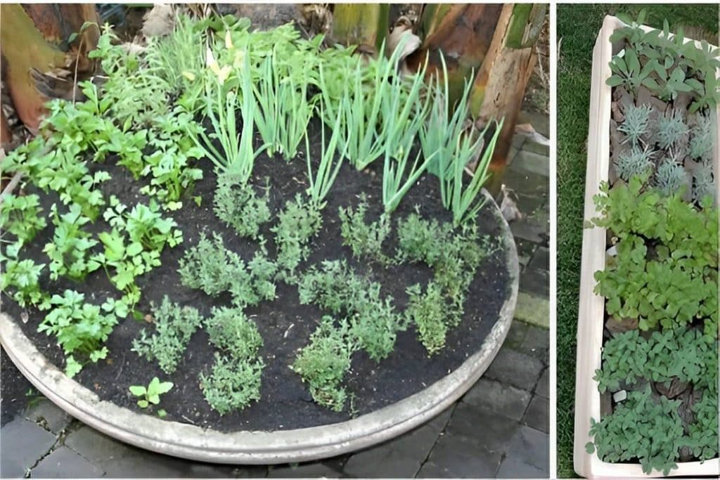 Como Plantar Temperos Em Vasos Na Sua Casa Ou Apartamento