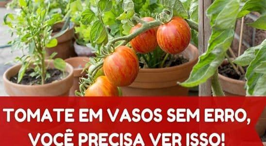 Como Plantar Tomate Em Vaso