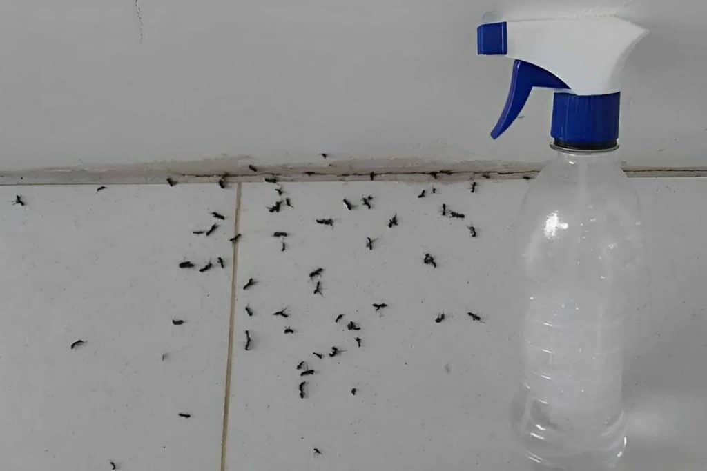 Misturinha Para Acabar Com As Formigas