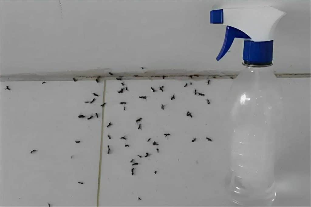 Misturinha Para Acabar Com As Formigas