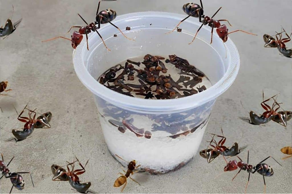 Como Acabar Com As Formigas