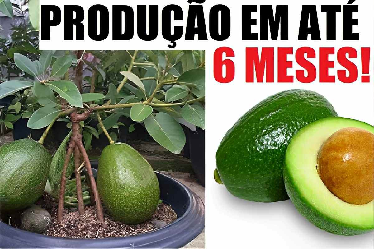 Como plantar abacate em vaso na sua casa e começar a produzir em poucas ...