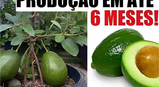 Como Plantar Abacate Em Vaso