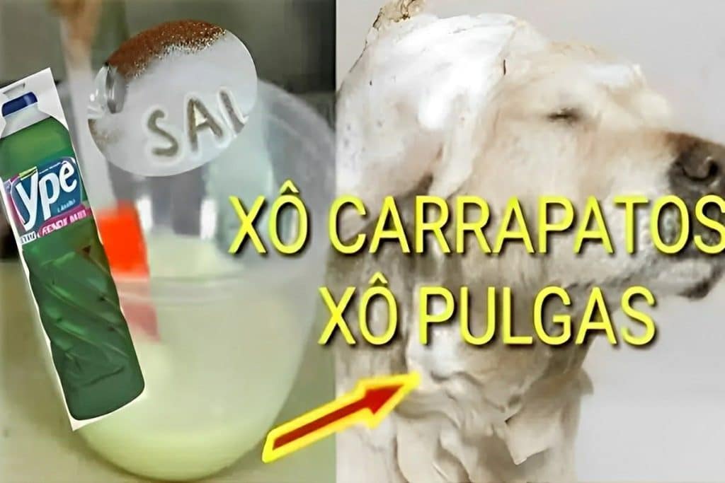 Receita Caseira Para Acabar Com Pulgas E Carrapatos