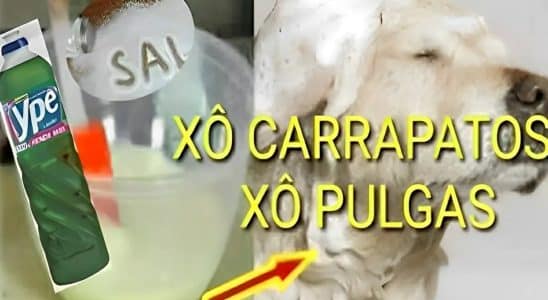 Receita Caseira Para Acabar Com Pulgas E Carrapatos