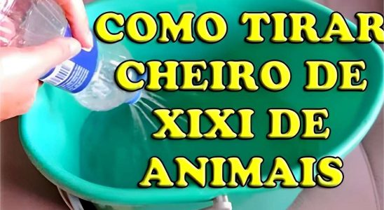 Como Tirar Cheiro De Urina De Animais