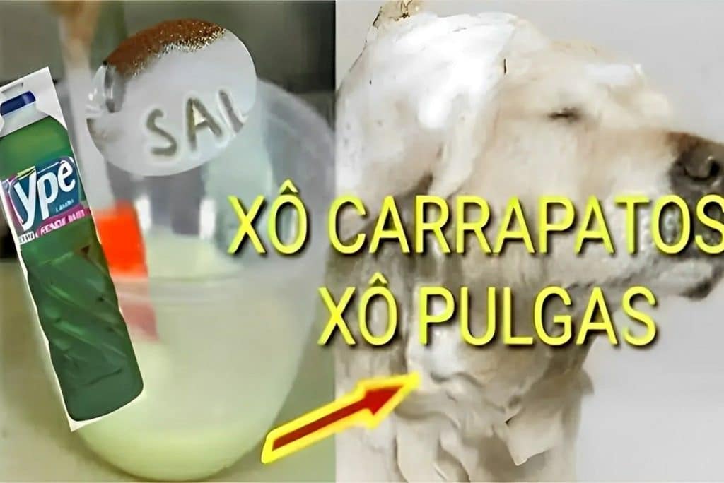 Receita Para Acabar Com Pulgas E Carrapatos