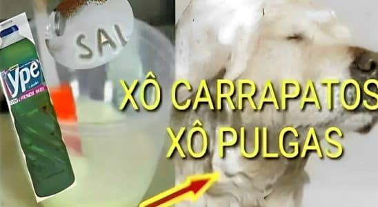 Receita Para Acabar Com Pulgas E Carrapatos