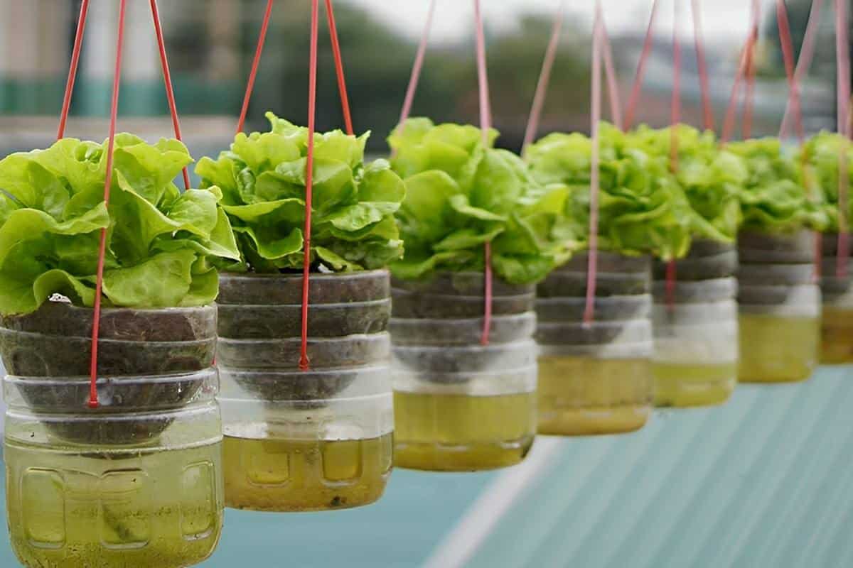 Como cultivar alface em garrafa pet na sua casa ou apartamento