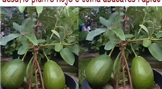 Como Plantar Abacate Em Vaso