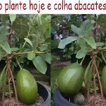 Como Plantar Abacate Em Vaso