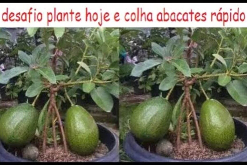 Como Plantar Abacate Em Vasos