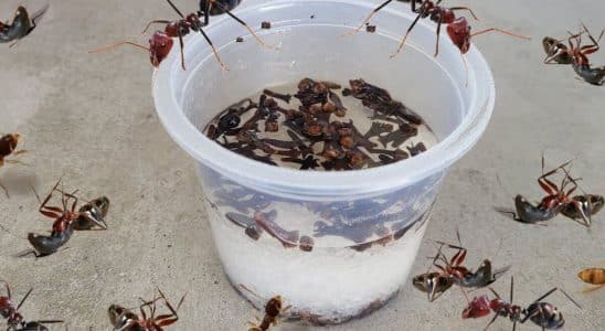 Como Acabar Com As Formigas