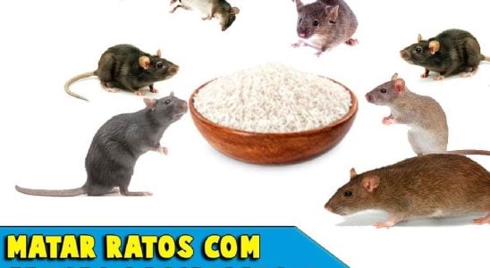 Como Acabar Com Os Ratos