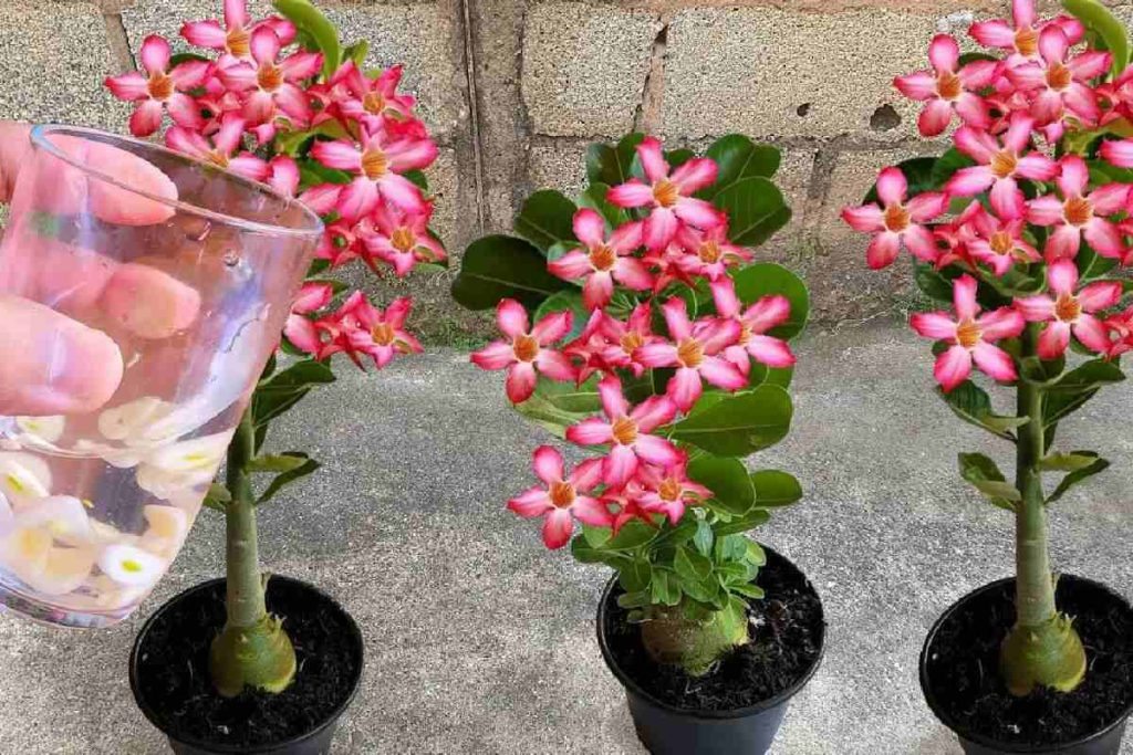 adubo caseiro para rosa do deserto