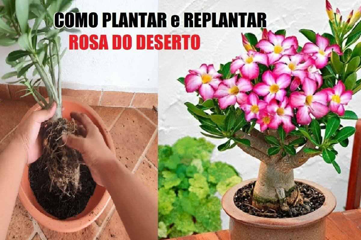 como plantar rosa do deserto