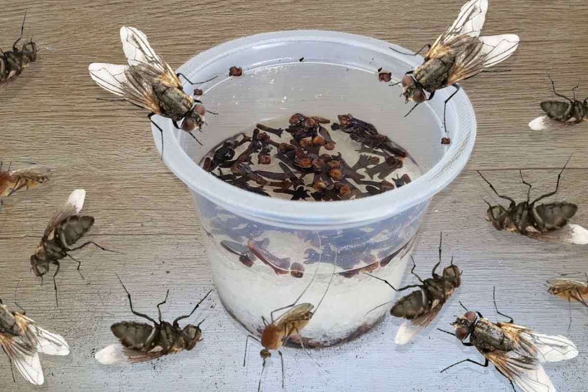 Como espantar insetos da sua cozinha de uma forma simples e precisar de ...