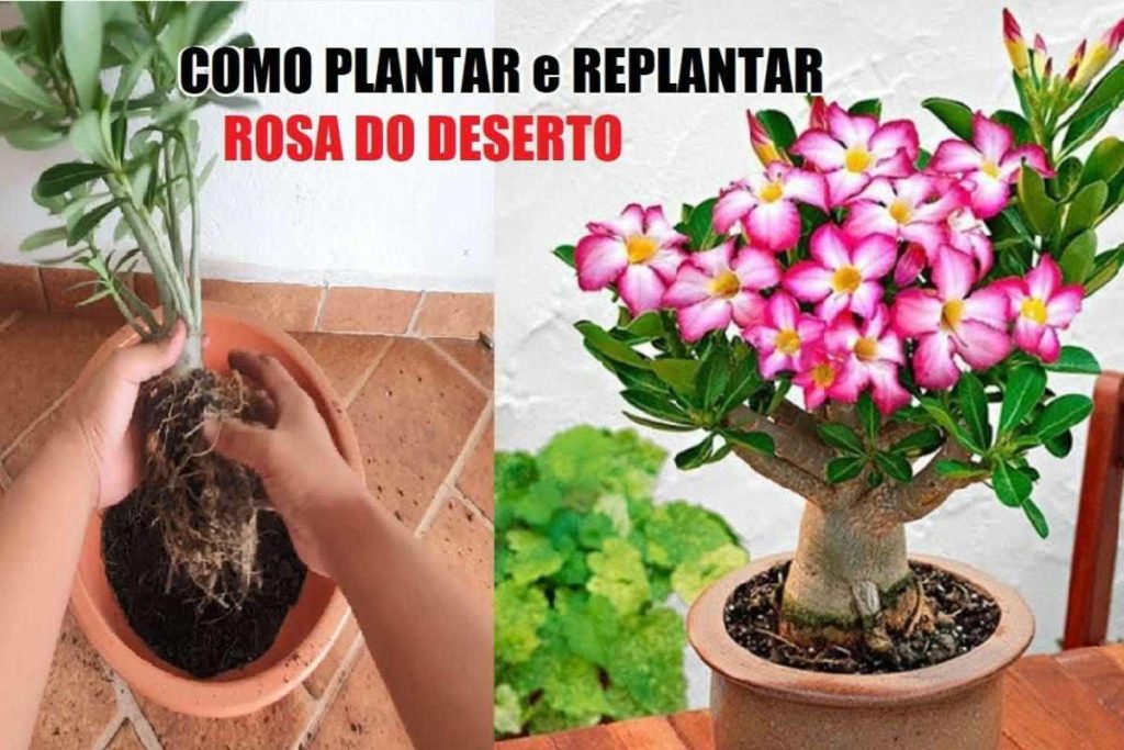 Como Plantar Rosa Do Deserto
