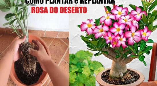 Como Plantar Rosa Do Deserto