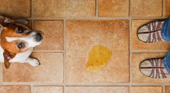 como tirar cheiro de xixi do quintal