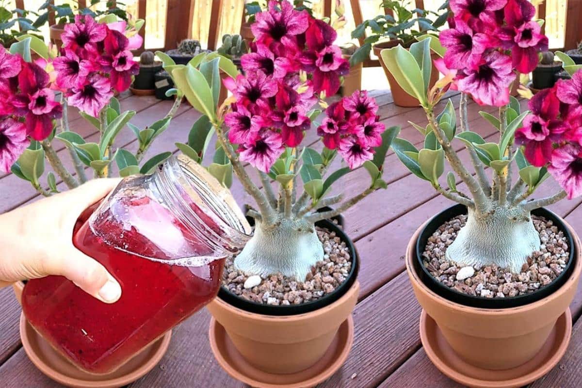 Esse adubo caseiro para rosa do deserto vai fazer sua plantar explodir ...