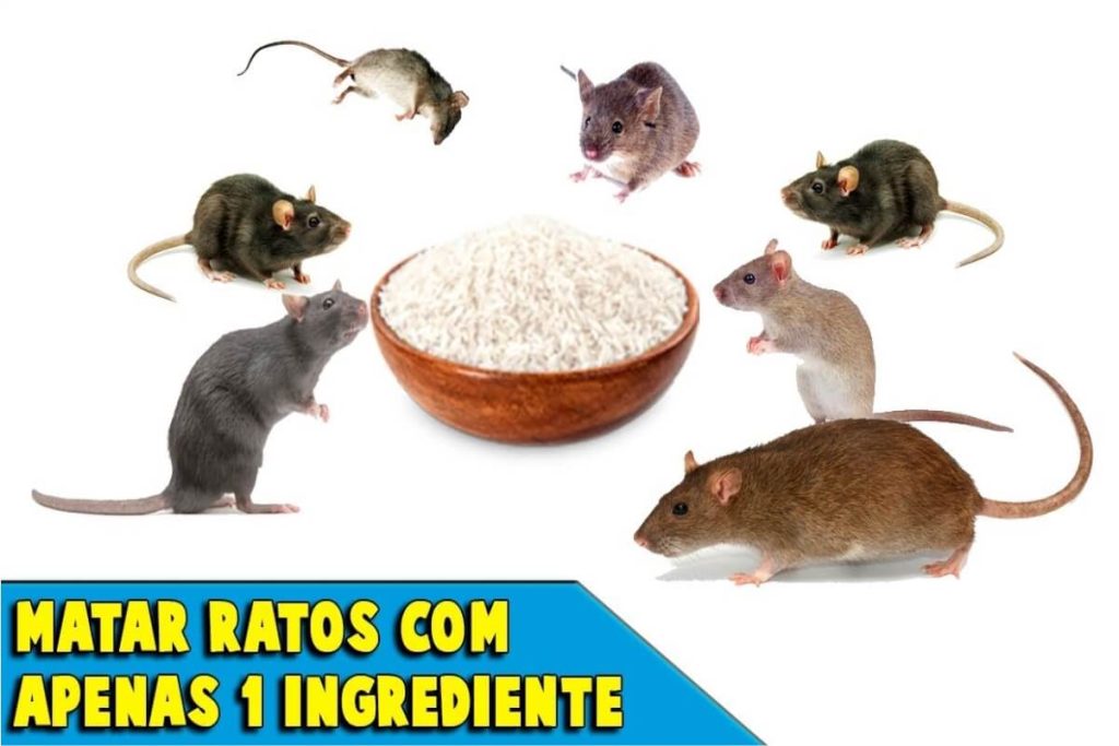 Como Acabar Com Os Ratos