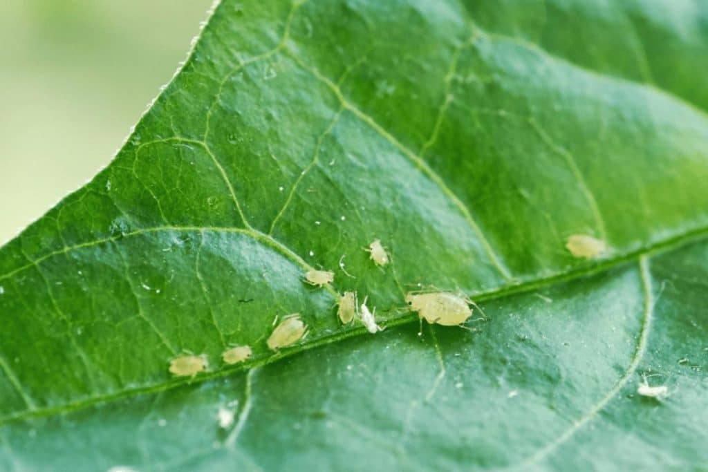 Como Matar Pulgão Das Plantas