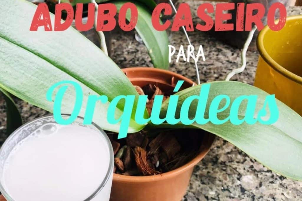 Adubo Caseiro Para Orquídeas