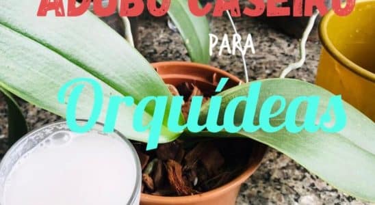 Adubo Caseiro Para Orquídeas