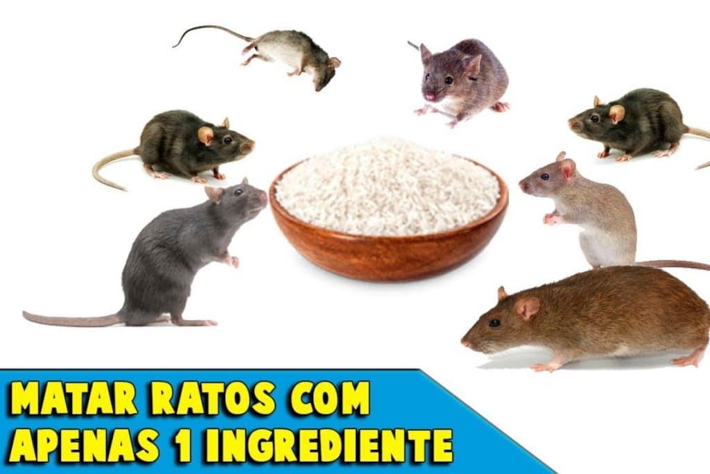 Como Acabar Com Os Ratos