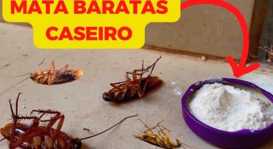 Como Espantar Baratas