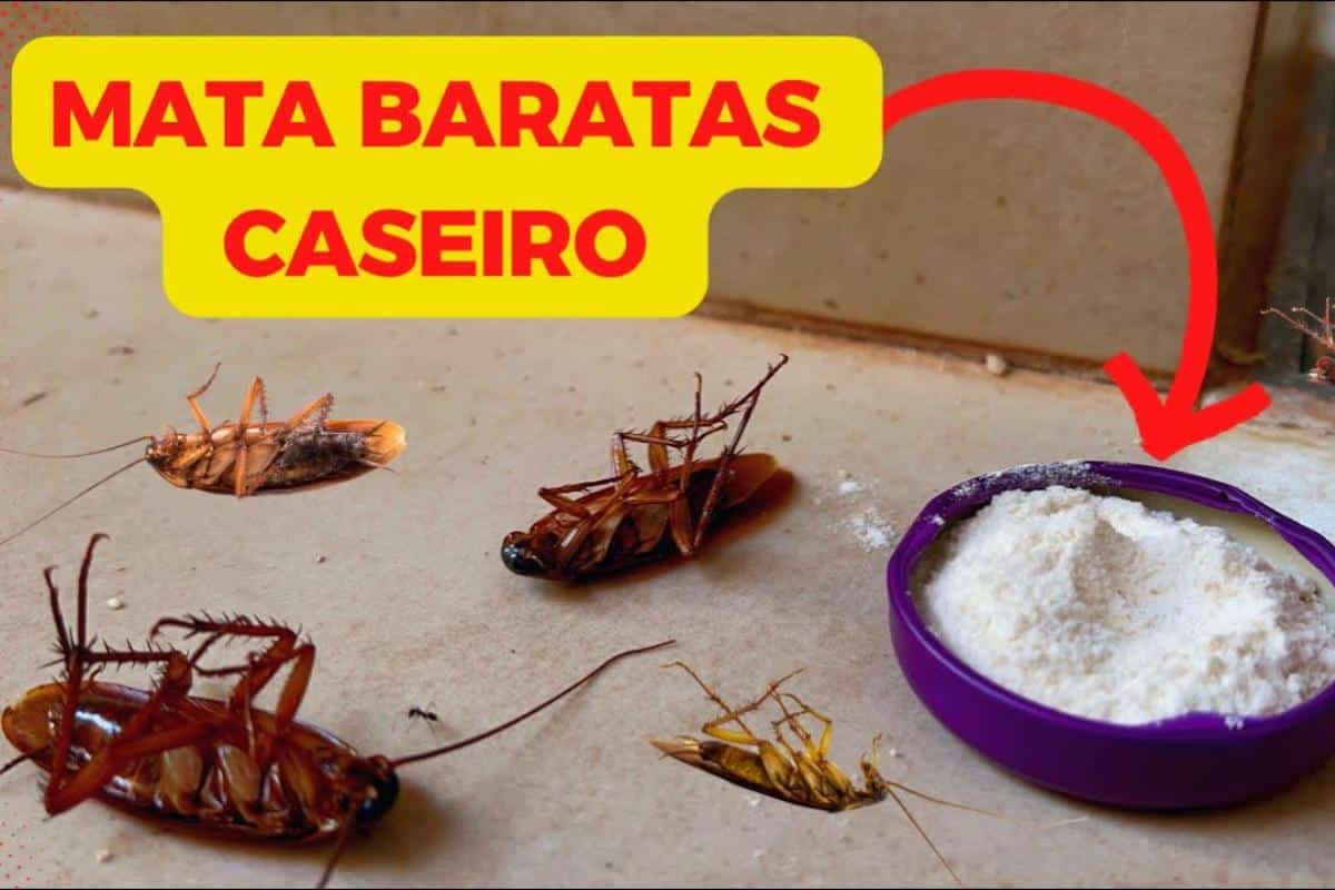 Como espantar baratas da sua casa de uma vez por todas sem precisar de ...