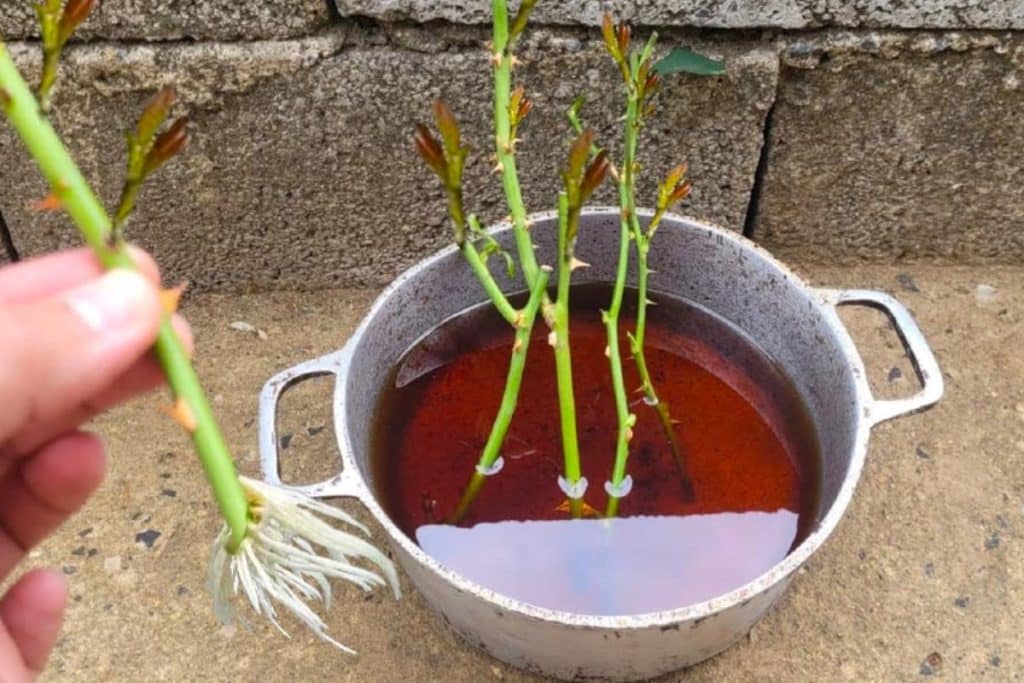 Como Plantar Galhos De Rosas