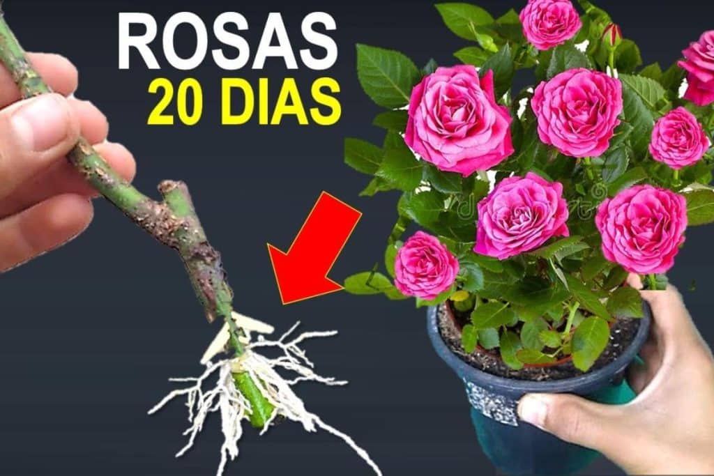 Como Plantar Rosa Pelo Galho