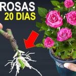 Como Plantar Rosa Pelo Galho