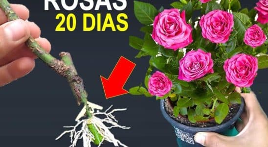 Como Plantar Rosa Pelo Galho