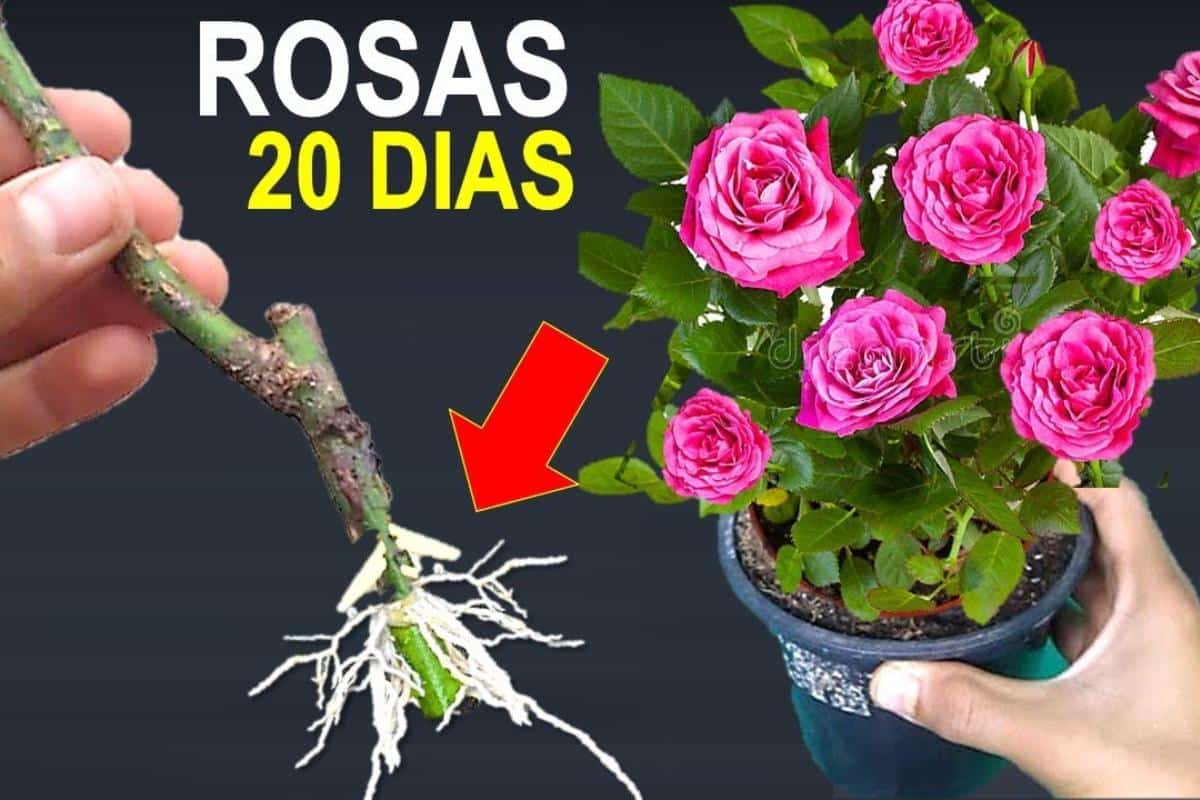 como plantar rosa pelo galho