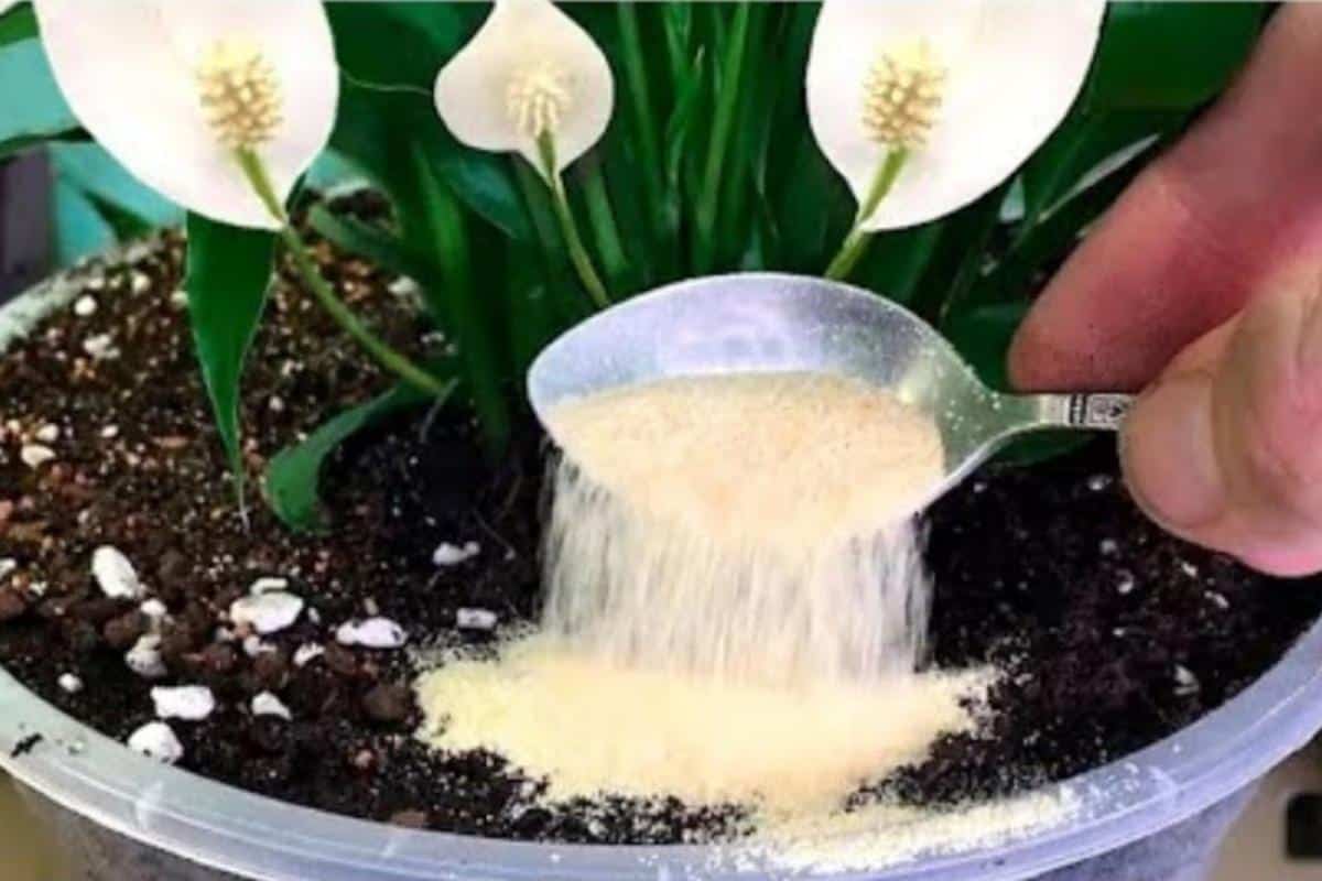 Adubo caseiro para plantas: faz qualquer planta crescer e ficar cheia ...