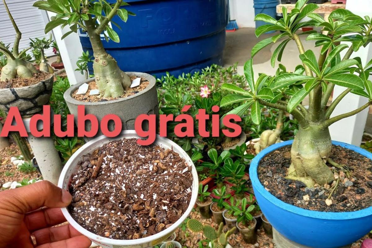 Adubo caseiro para rosa do deserto: veja o que fazer com suas rosas ...
