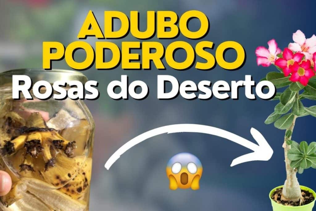 Adubo Caseiro E Barato Para Rosa Do Deserto